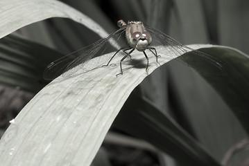 Image showing Resting Dragonfly