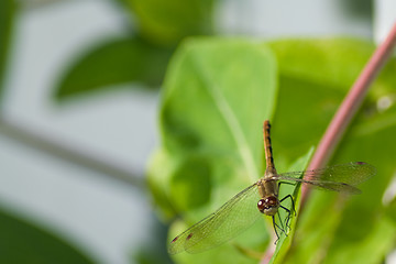 Image showing Dragonfly