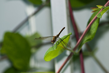 Image showing Dragonfly