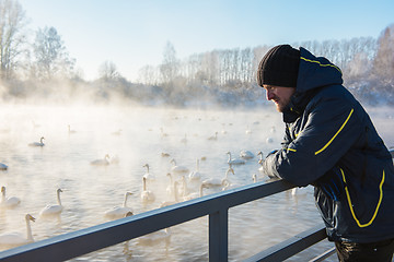 Image showing Beautiful white whooping swans