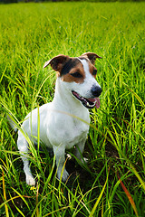 Image showing Adorable dog heavily breathing on grass