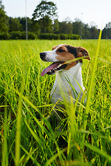 Image showing Adorable dog heavily breathing on grass