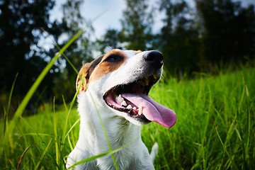 Image showing Adorable dog heavily breathing on grass