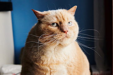 Image showing Huge ginger cat looking away