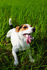 Image showing Cute dog lying on grass