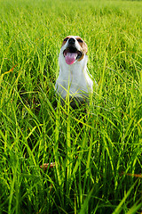 Image showing Adorable dog heavily breathing on grass