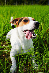 Image showing Cute dog lying on grass