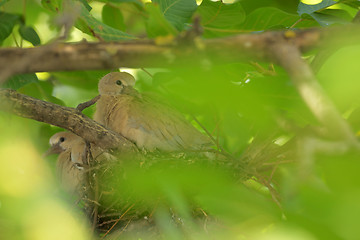 Image showing Young dove Streptopelia decaocto