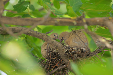 Image showing Young dove Streptopelia decaocto