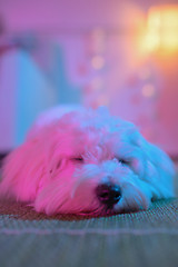 Image showing White puppy maltese dog sleeping 