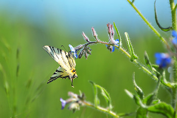 Image showing Butterfly Papilio Machaon sitting on  flower