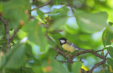 Image showing Parus caeruleus bird 
