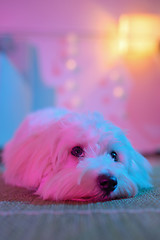 Image showing White puppy maltese dog sitting