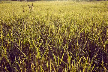 Image showing Green Grass Field