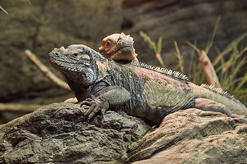 Image showing Iguana resting position