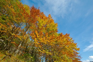 Image showing Autumn