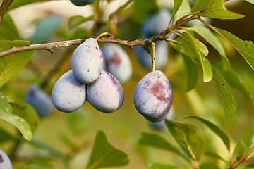 Image showing Plum tree closeup