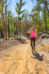 Image showing Hiking in regenerating bushland after fire