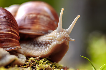 Image showing Helix pomatia also Roman snail, Burgundy snail