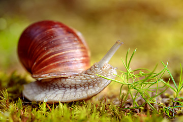 Image showing Helix pomatia also Roman snail, Burgundy snail