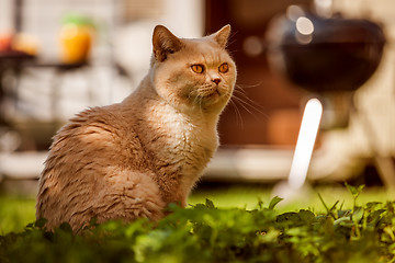 Image showing Cat British on green grass