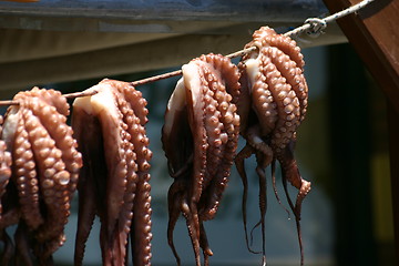 Image showing Octopus drying  on string