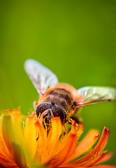 Image showing Bee collects nectar from flower crepis alpina