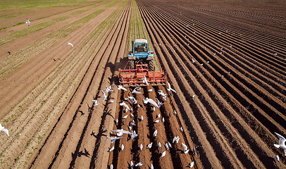 Image showing Agricultural work on a tractor farmer sows grain. Hungry birds a