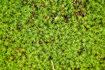 Image showing Moss layer closeup