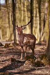 Image showing Deer in the woods