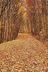 Image showing Autumn park path