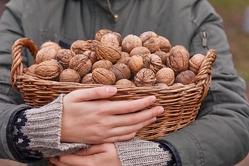 Image showing Collecting walnuts in a basket