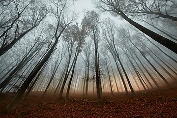 Image showing Autumn Forest Fog