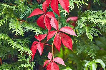 Image showing Red leaves ofa climbing plant