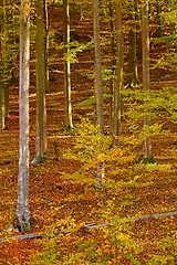 Image showing Autumn forest sunshine