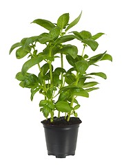 Image showing Basil plant in flower pot