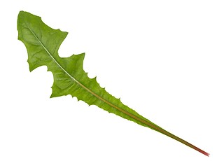 Image showing Green dandelion leaf