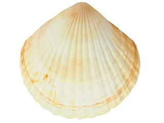 Image showing Seashell on white