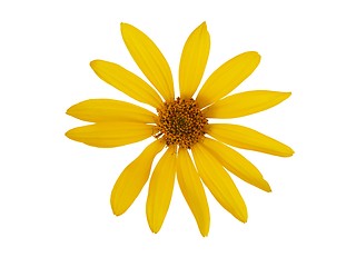 Image showing Yellow flower on white