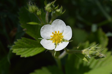 Image showing Wild strawberry flower