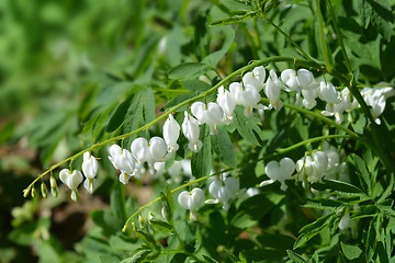 Image showing Bleeding heart