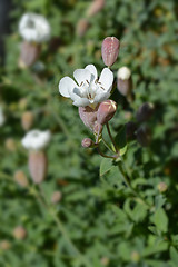 Image showing Sea campion flower