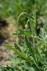 Image showing Atlas poppy bud