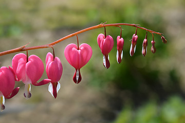 Image showing Bleeding heart