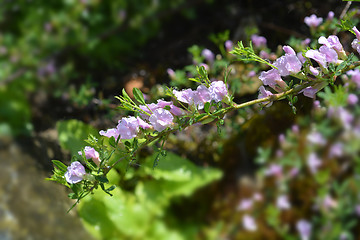 Image showing Purple broom