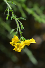 Image showing Spanish Gorse