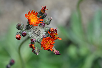 Image showing Orange hawkweed