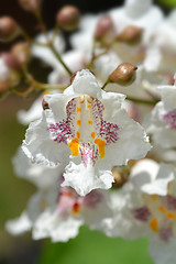 Image showing Southern catalpa