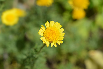 Image showing Golden marguerite