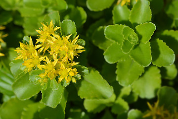 Image showing Stonecrop flowers